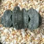 HAWORTHIA TRUNCATA MAMMOTH  - 7CM POT