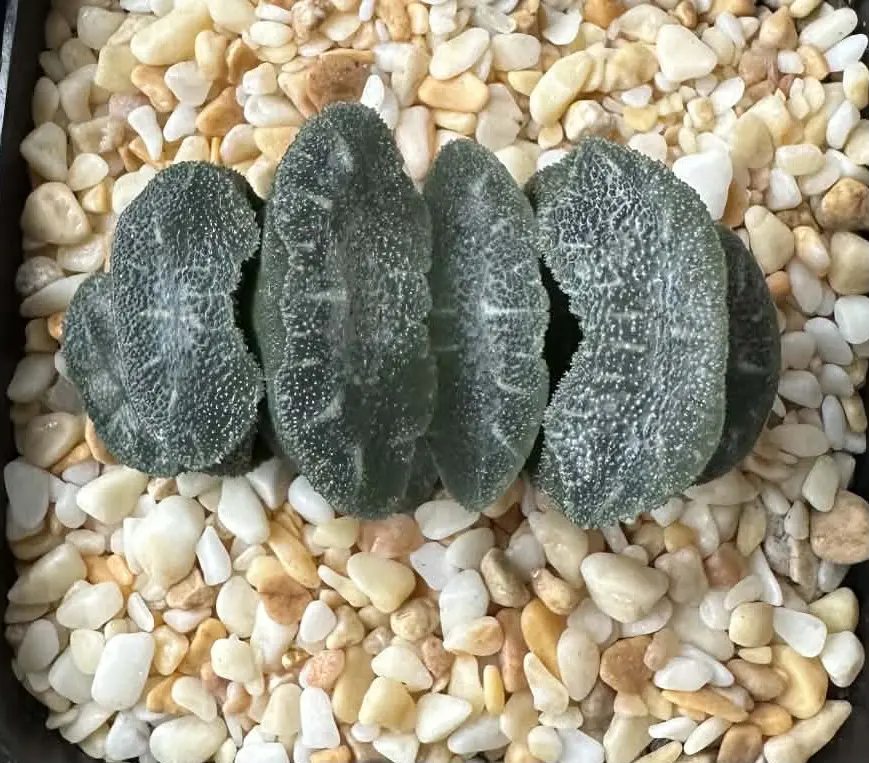 HAWORTHIA TRUNCATA MAMMOTH  - 7CM POT