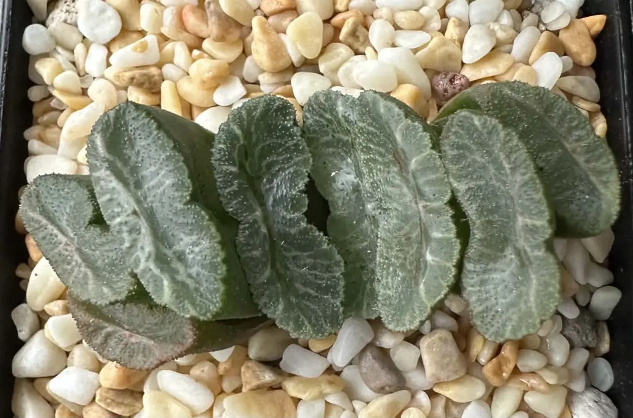 HAWORTHIA TRUNCATA MOVIE - 7CM POT