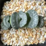 HAWORTHIA TRUNCATA ICE SHOU - 7CM POT