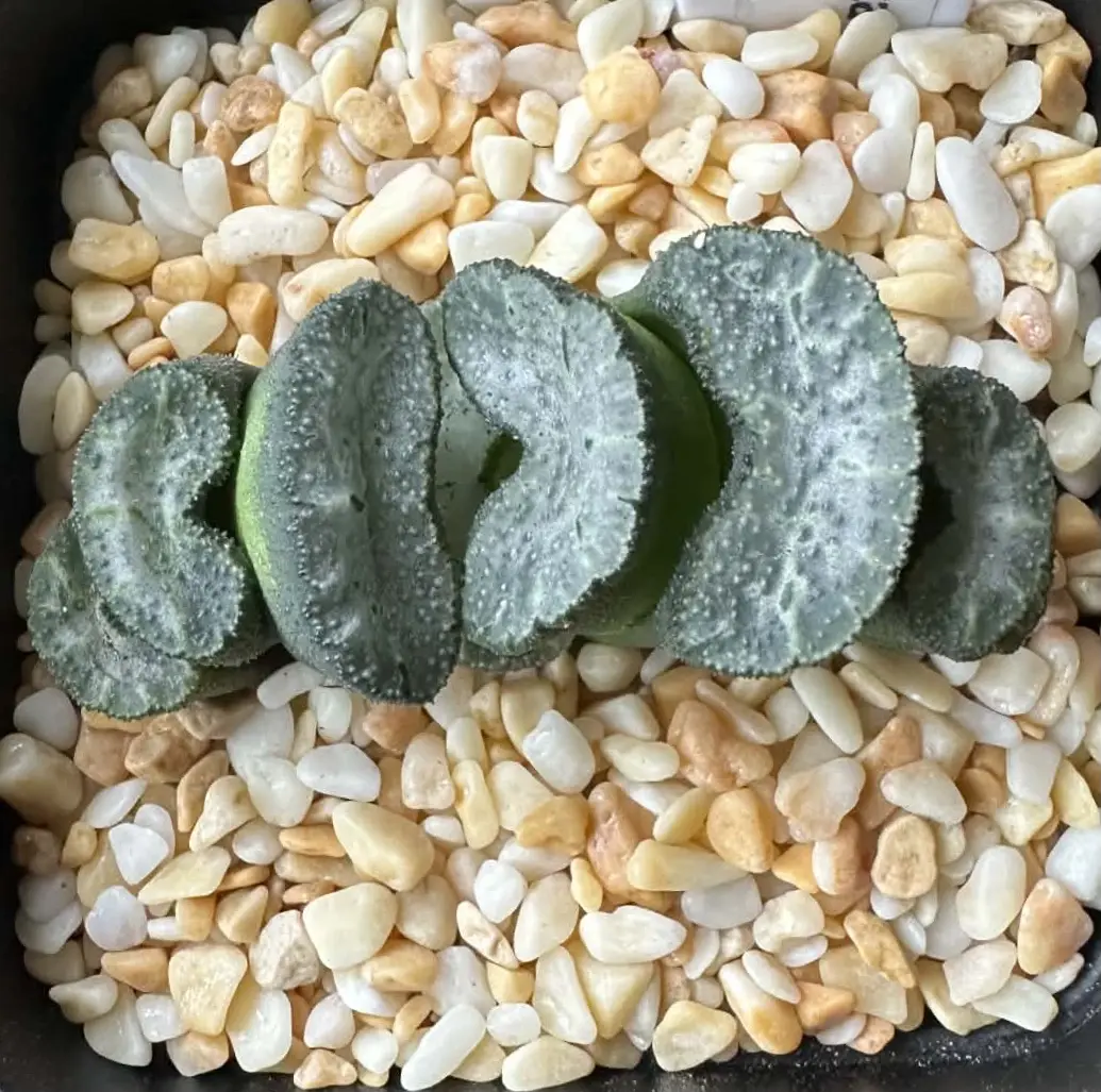 HAWORTHIA TRUNCATA ICE SHOU - 7CM POT