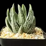 HAWORTHIA TULISTA EMPEROR - 7CM POT
