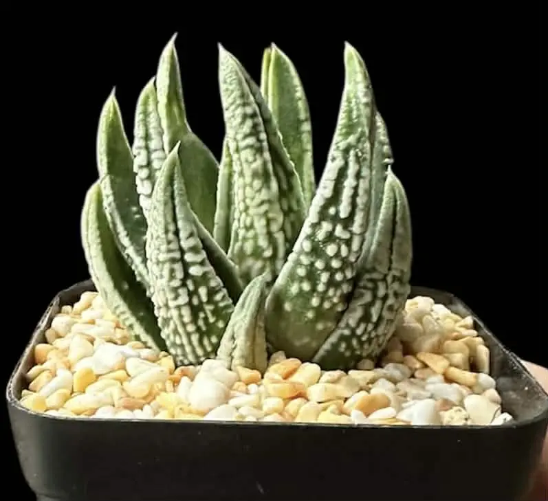 HAWORTHIA TULISTA EMPEROR - 7CM POT