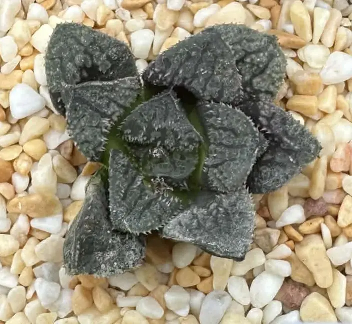 HAWORTHIA BLUE DIAMOND - 7CM POT