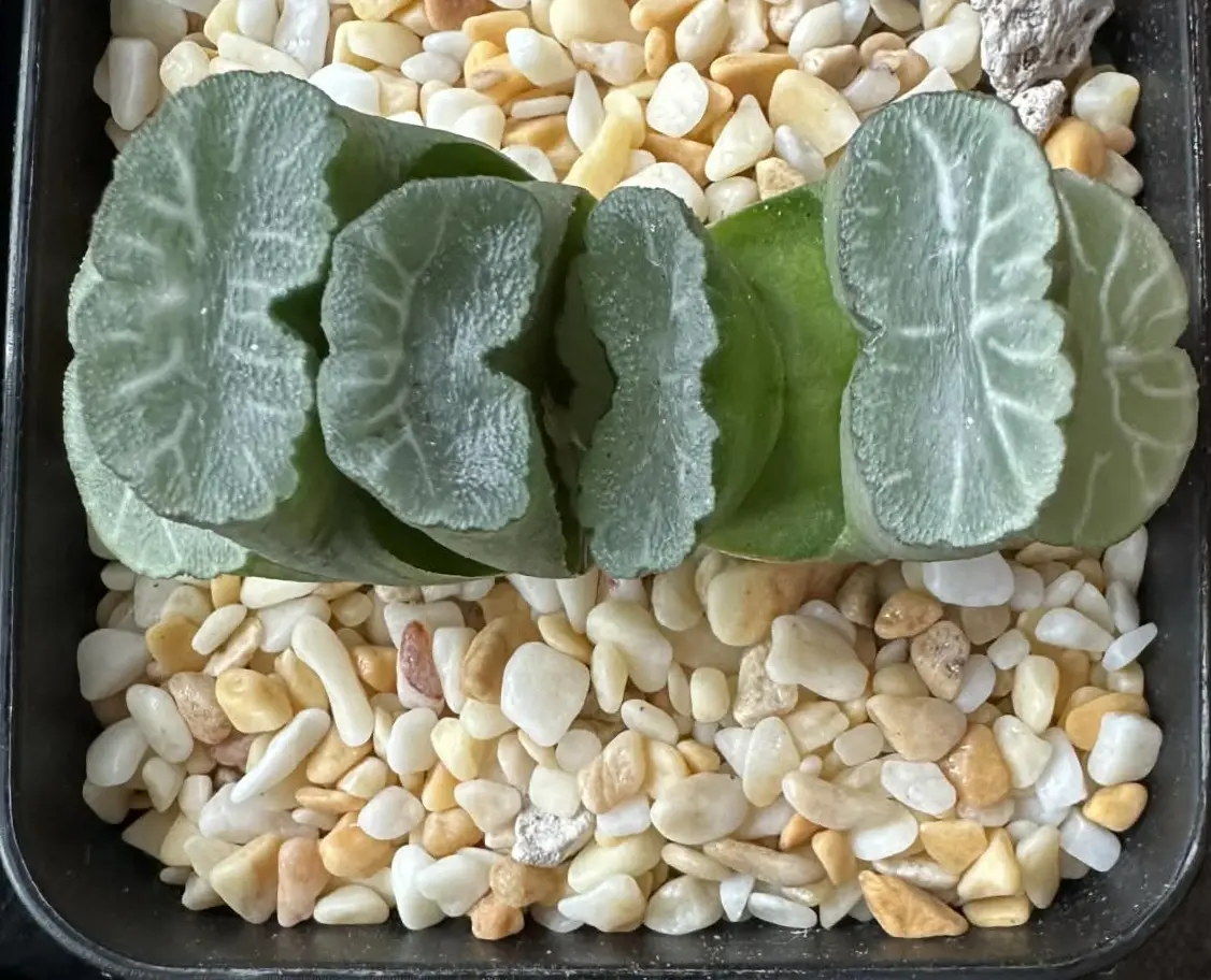 HAWORTHIA TRUNCATA HAKUA - 7CM POT