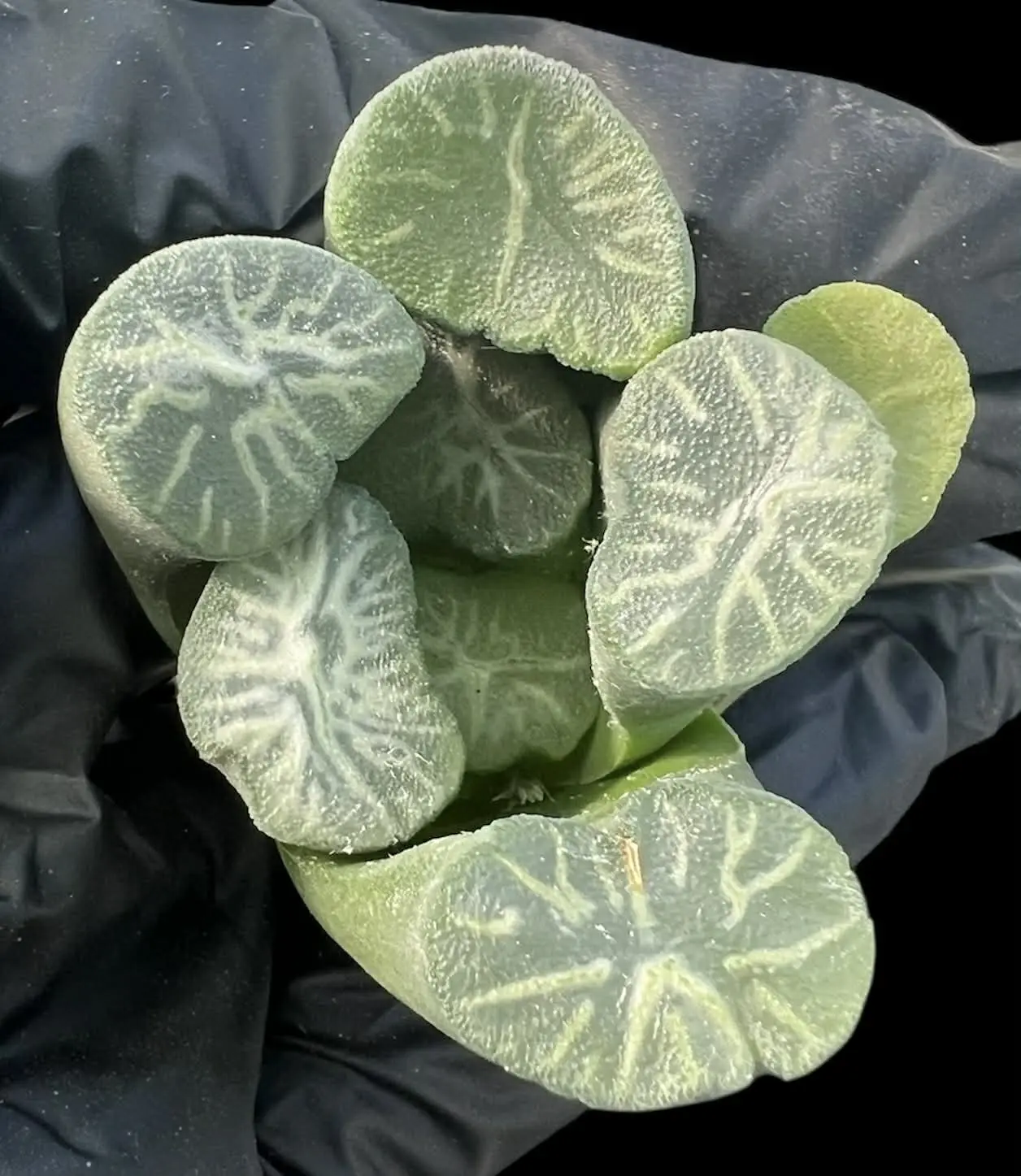 HAWORTHIA MAUGHANII SHIROTAE - 6cm