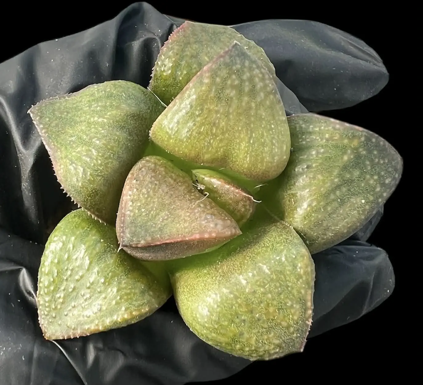 HAWORTHIA CHOCOLATE MATCHA - 6cm