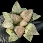 HAWORTHIA RED STONE PICTA - 6cm