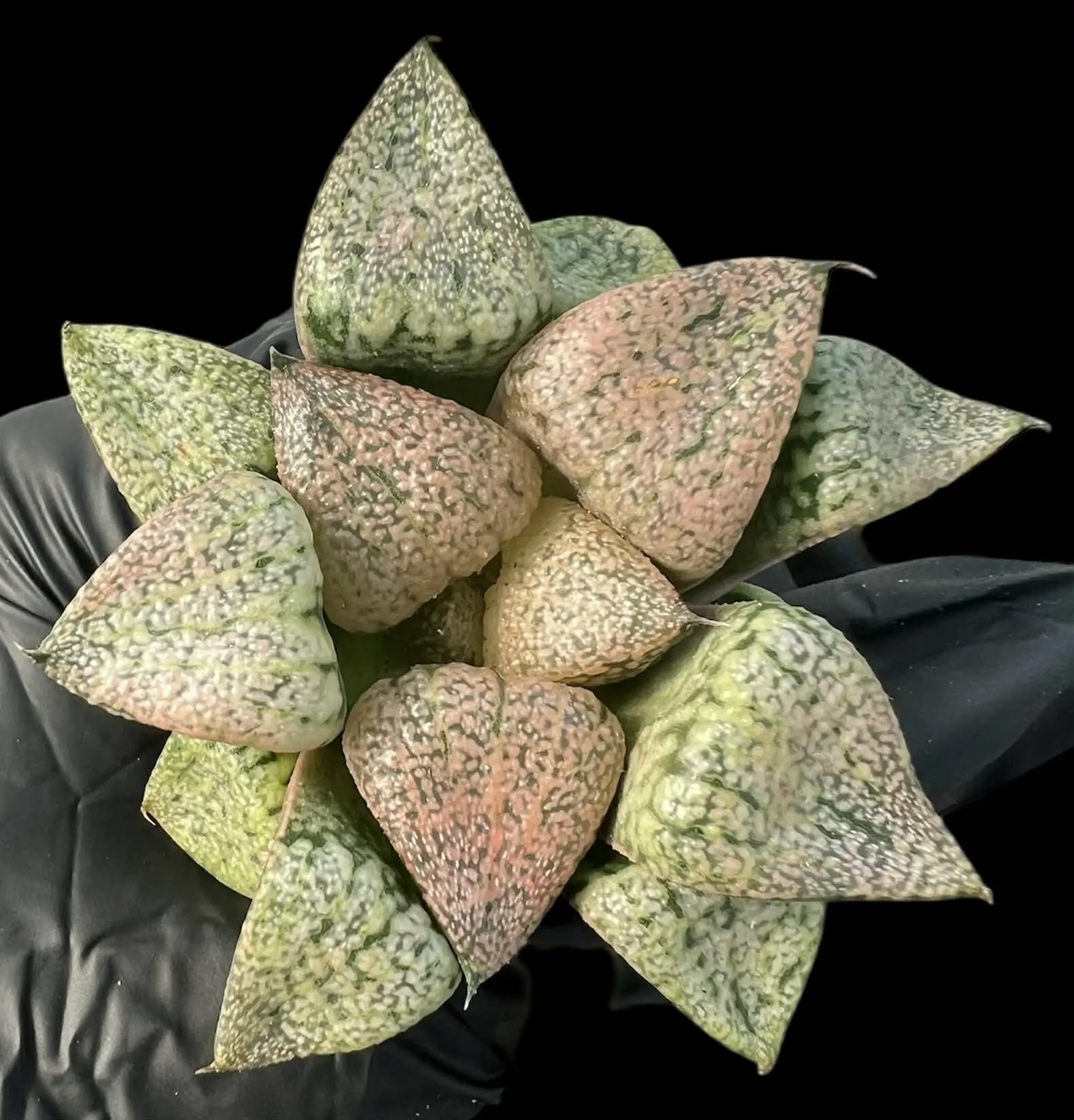 HAWORTHIA RED STONE PICTA - 6cm