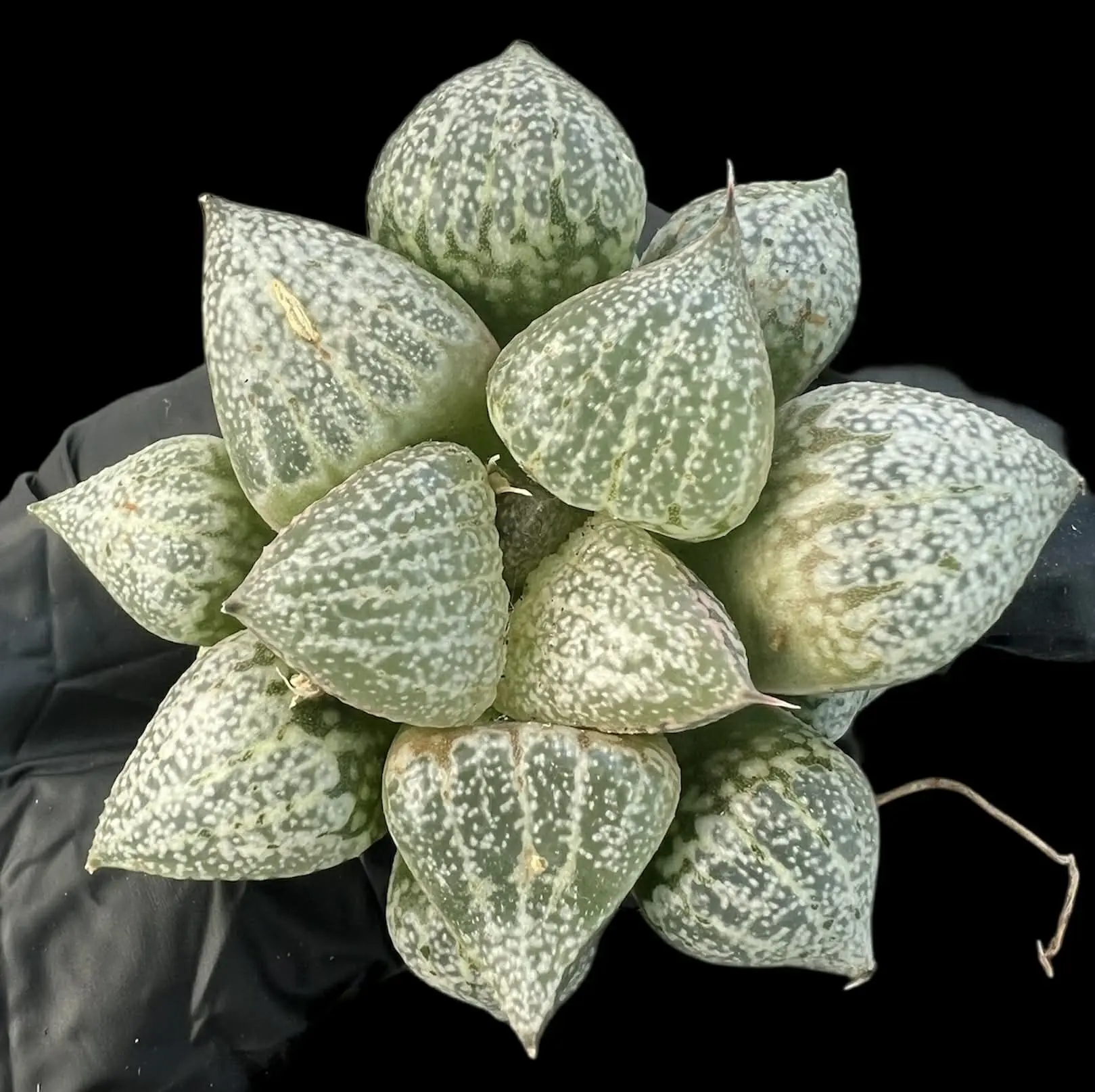 HAWORTHIA WEDDING DRESS PICTA - 7cm