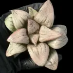 HAWORTHIA PRINCESS KAZUNOMIYA - 11cm