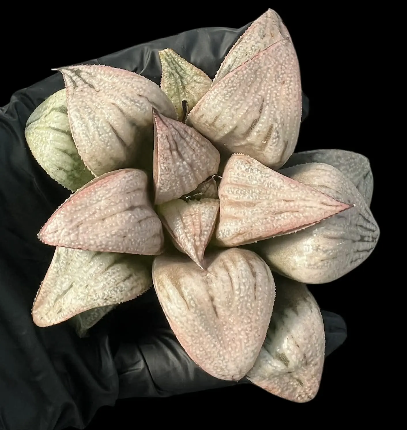 HAWORTHIA PRINCESS KAZUNOMIYA - 11cm