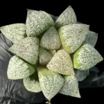 HAWORTHIA GOTABANIA PICTA - 8cm