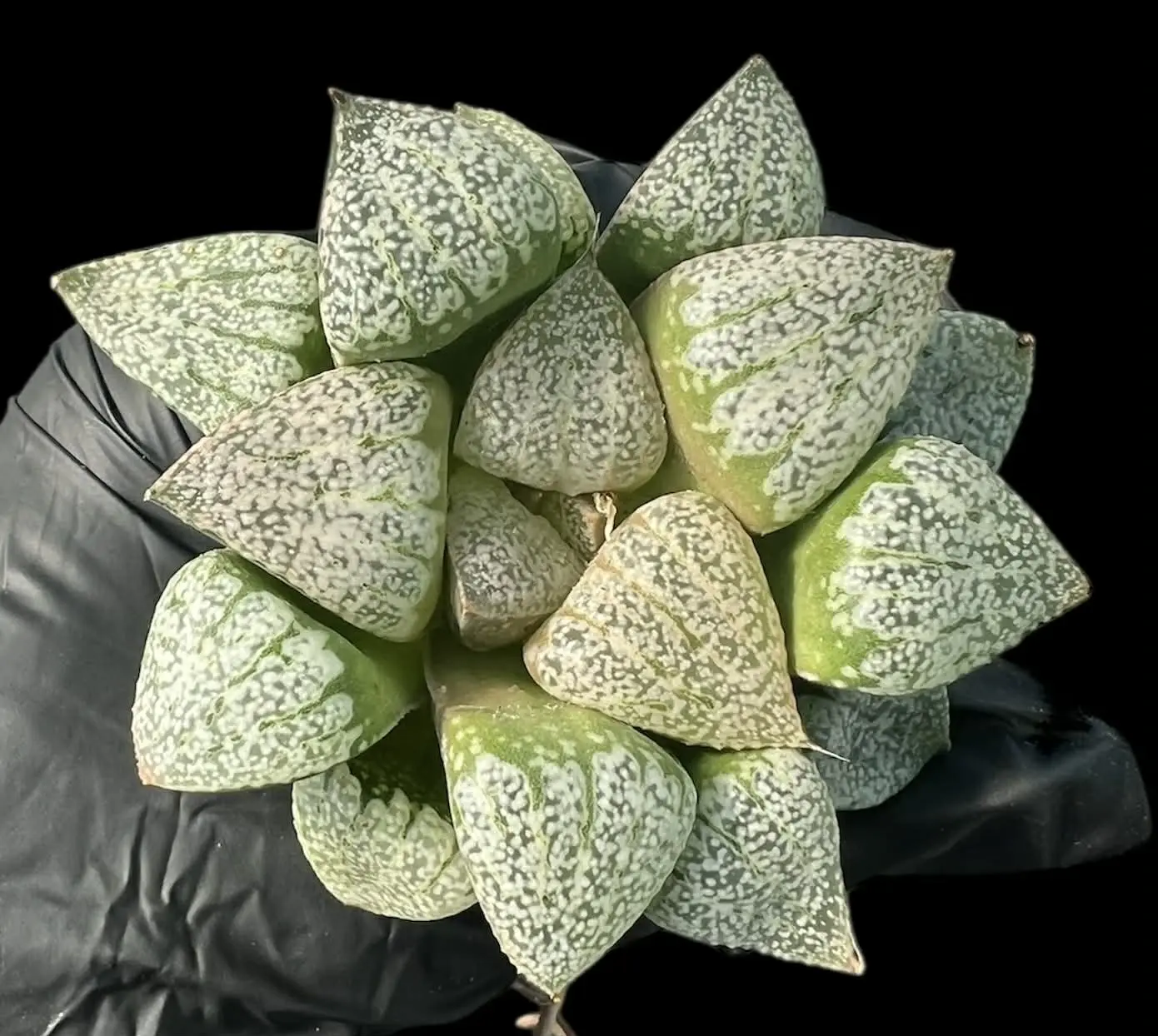 HAWORTHIA GOTABANIA PICTA - 8cm