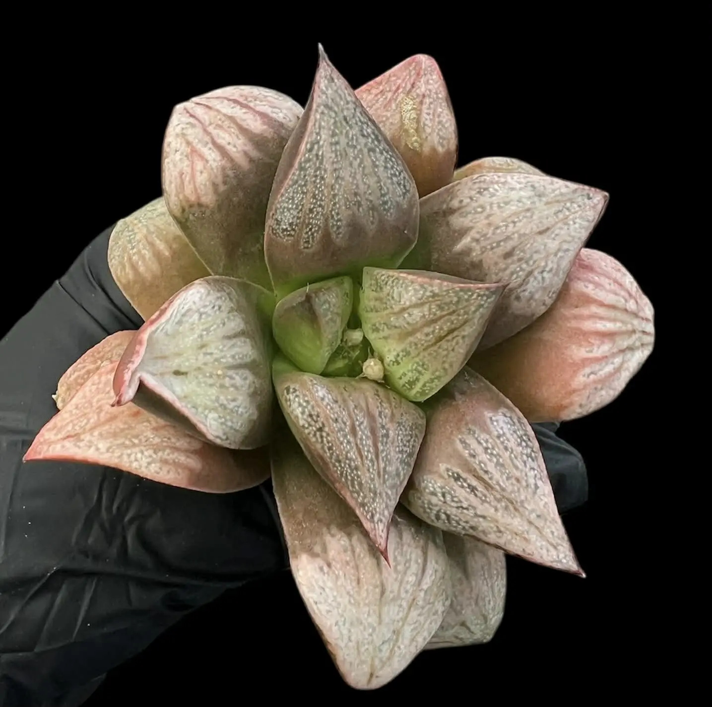 HAWORTHIA SPLENDENS PINK LADY - 10cm