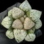 HAWORTHIA PINK PICTA - 6.5cm