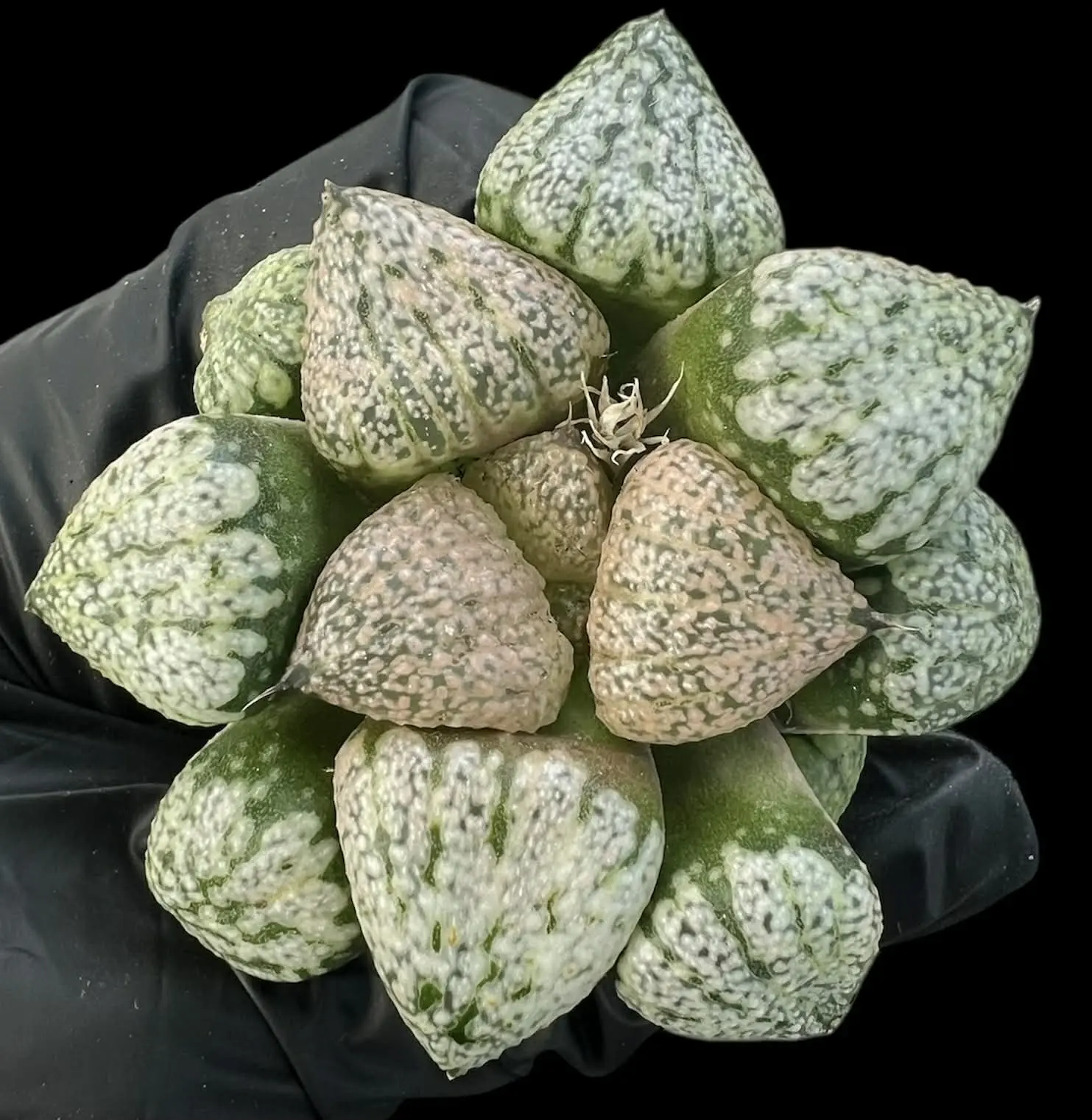 HAWORTHIA PINK PICTA - 6.5cm