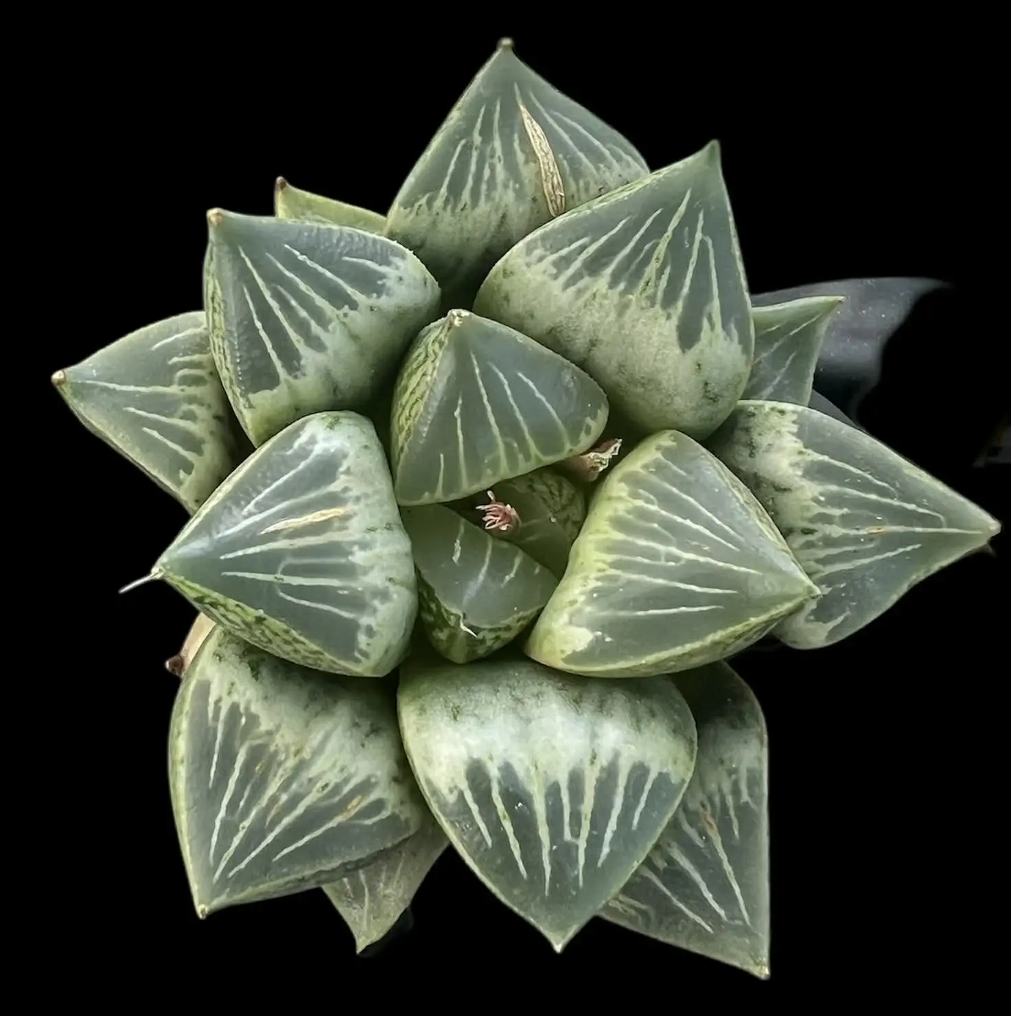 HAWORTHIA WHITE PEACH - HAKUTOU - 6.5cm