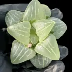 HAWORTHIA PINK SWEETHEART - 7cm