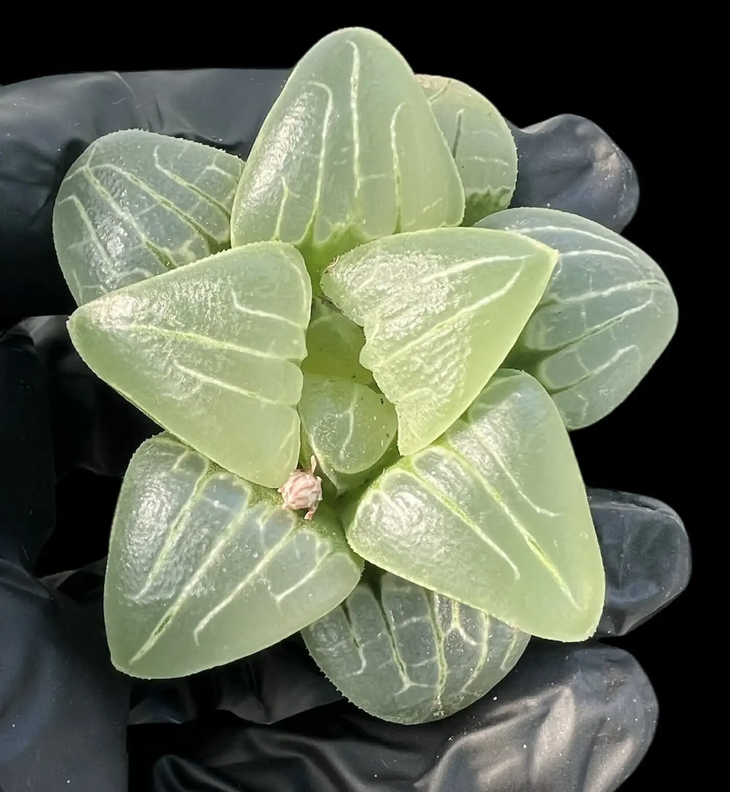 HAWORTHIA PINK SWEETHEART - 7cm