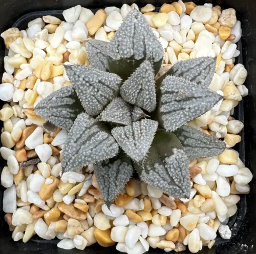 HAWORTHIA SILKWING (GM) - 7CM POT