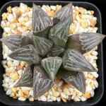 HAWORTHIA  KUROHIME X MAGNIFICA (GM) - 7CM POT