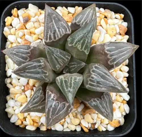 HAWORTHIA  KUROHIME X MAGNIFICA (GM) - 7CM POT