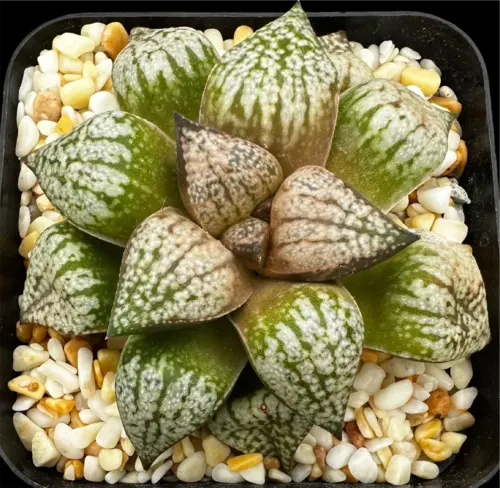 HAWORTHIA PICTA MOSAIC (GM) - 7CM POT