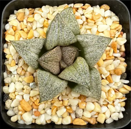 HAWORTHIA PICTA (GM) - 7CM POT