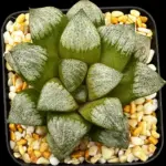 HAWORTHIA PICTA (GM) - 7CM POT