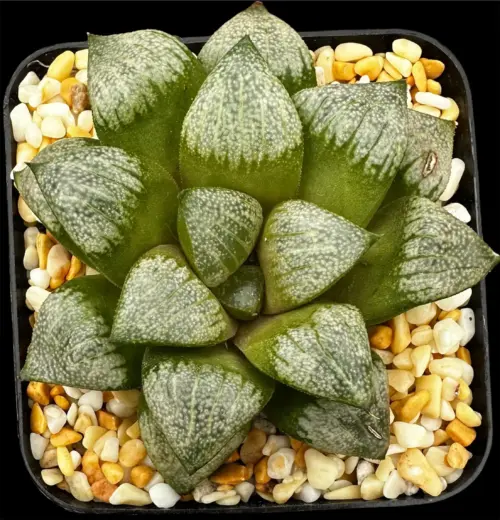 HAWORTHIA PICTA (GM) - 7CM POT