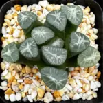 HAWORTHIA MAUGHANII SELECTED SEEDLING (OFFSETTING) (GM) - 7CM POT (Copy)