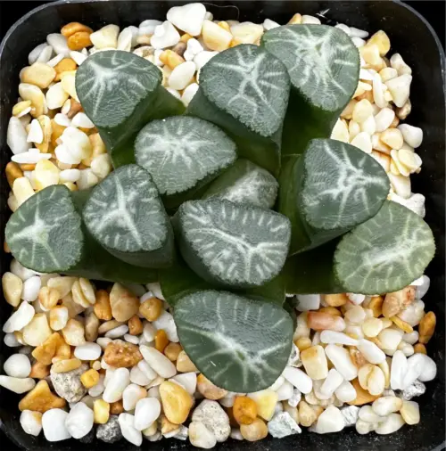 HAWORTHIA MAUGHANII SELECTED SEEDLING (OFFSETTING) (GM) - 7CM POT (Copy)
