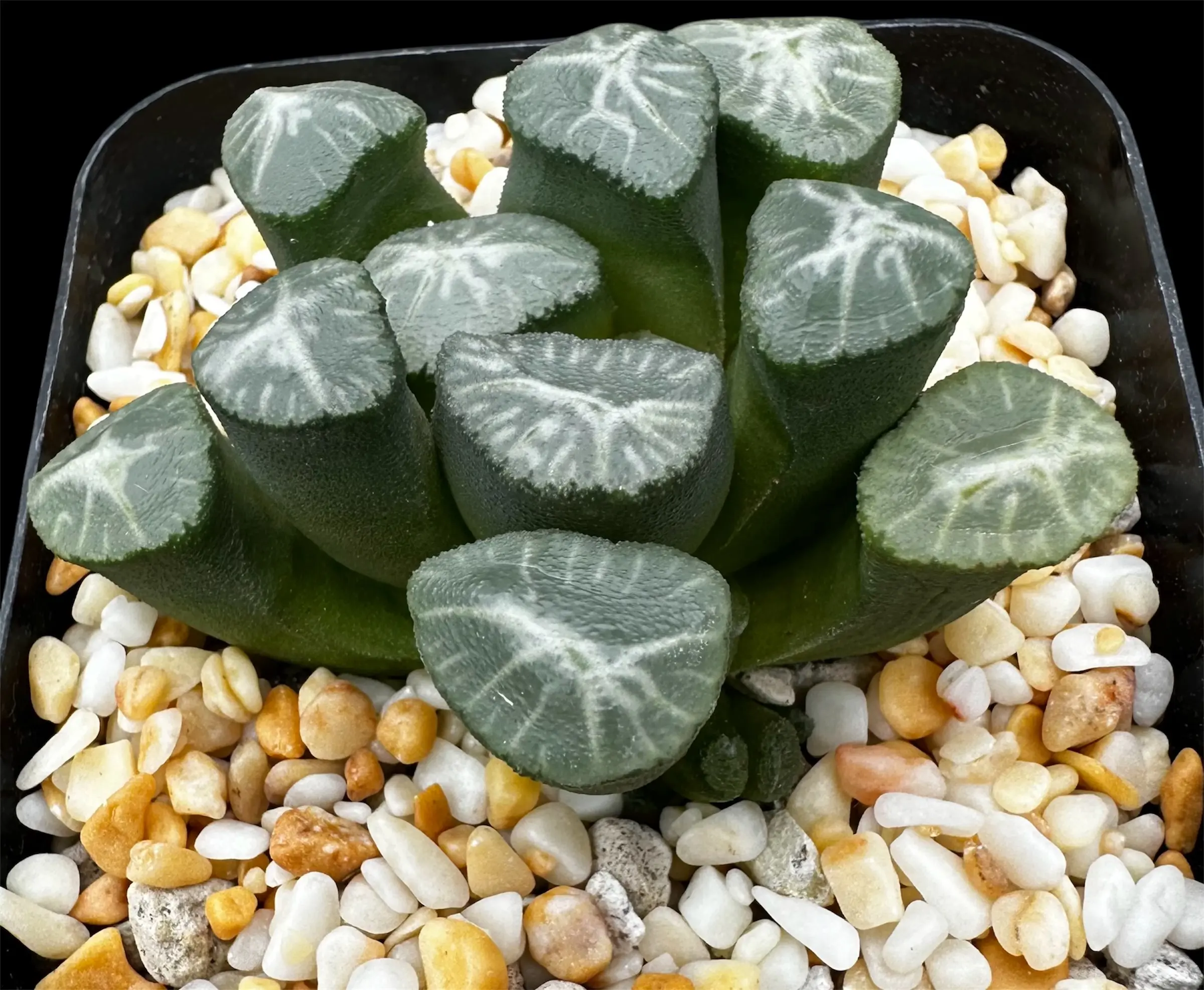HAWORTHIA MAUGHANII SELECTED SEEDLING (OFFSETTING) (GM) - 7CM POT (Copy) - Image 4