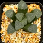 HAWORTHIA BAYERI GM261 (GM) - 7CM POT
