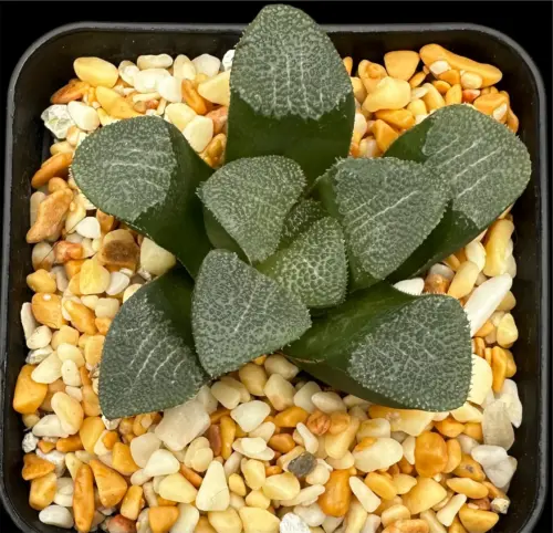 HAWORTHIA BAYERI GM261 (GM) - 7CM POT