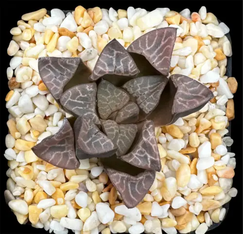 HAWORTHIA BAYERI SELECTED SEEDLING (GM) - 7CM POT