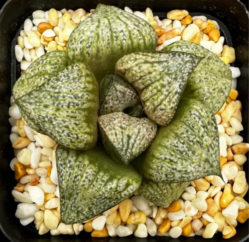 HAWORTHIA SPLENDENS TOFFEE SERIES (GM) - 7CM POT