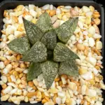 HAWORTHIA PICTA GM581 (GM) - 7CM POT