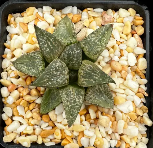 HAWORTHIA PICTA GM581 (GM) - 7CM POT
