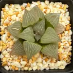 HAWORTHIA OBSERTA GM718 (GM) - 7CM POT