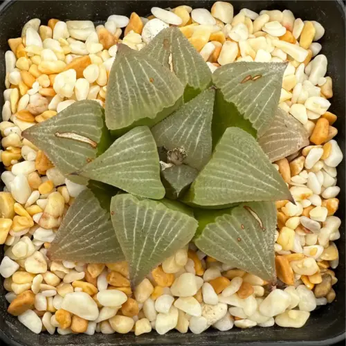 HAWORTHIA OBSERTA GM718 (GM) - 7CM POT