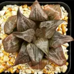 HAWORTHIA BAYERI X COMPTONIANA (GM) - 7CM POT