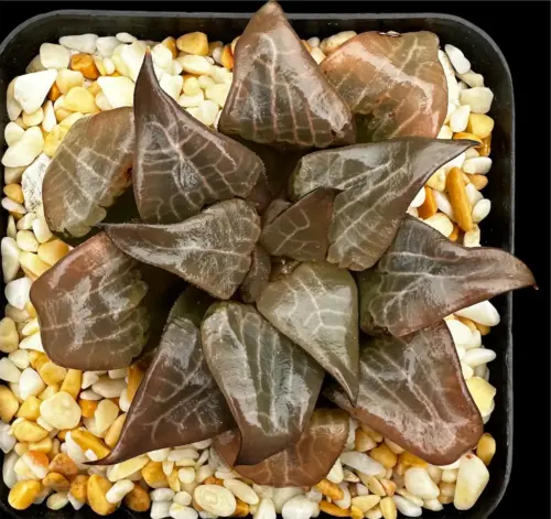 HAWORTHIA BAYERI X COMPTONIANA (GM) - 7CM POT