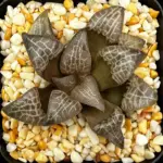 HAWORTHIA GLAZED LATTICE (GM) - 7CM POT