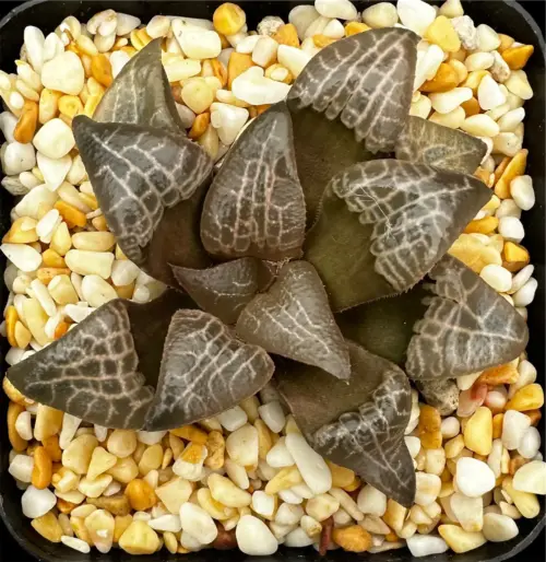 HAWORTHIA GLAZED LATTICE (GM) - 7CM POT