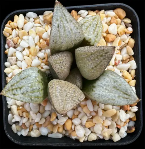 HAWORTHIA PICTA WORLD NO1 - 7CM POT