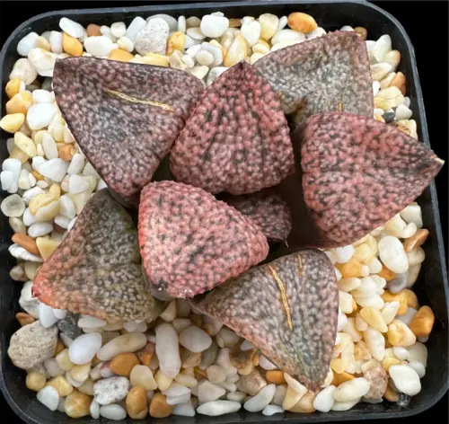 HAWORTHIA PICTA RED - 7CM POT