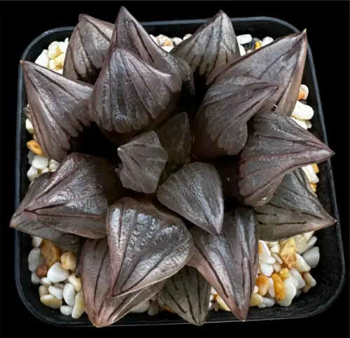 HAWORTHIA  WATERMELON - 7CM POT