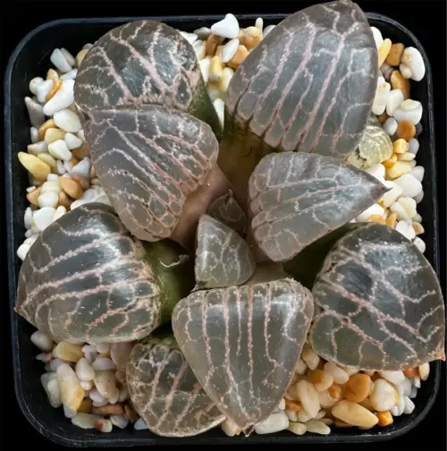 HAWORTHIA  SUISHO 101/CRYSTAL 101 - 7CM POT